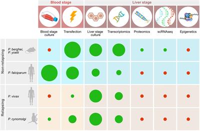 Modeling Relapsing Malaria: Emerging Technologies to Study Parasite-Host Interactions in the Liver